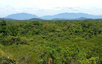 Photo of rainforest at Rio Cachoiera Nature Reserve in Brazil.